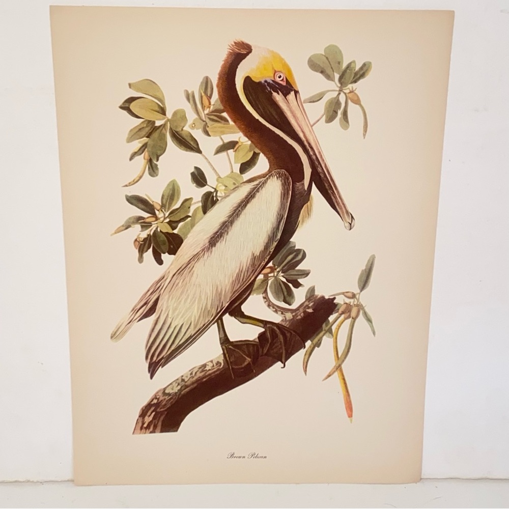 Vintage Audubon John James Birds of America Brown Pelican Lithograph Art Print